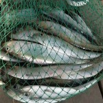 sem_let_kak_odin_den_05